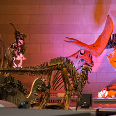 Muséum des Sciences naturelles